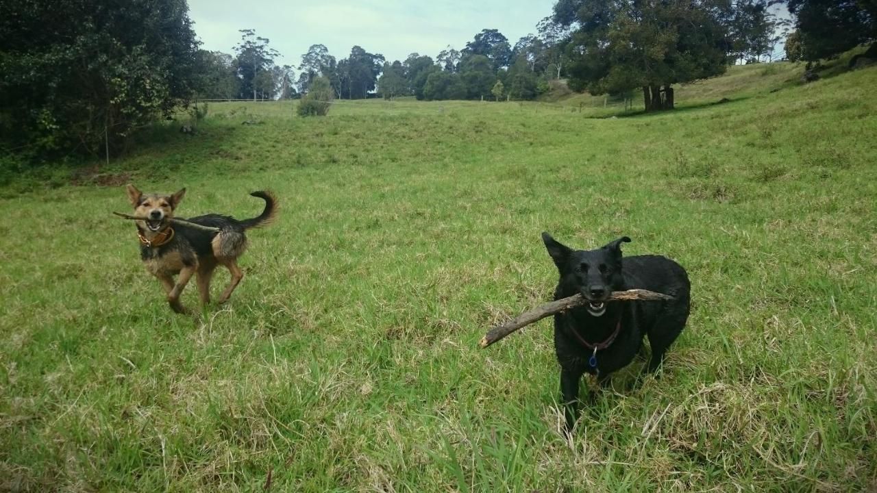 Bellthorpe Stays Maleny Exterior photo