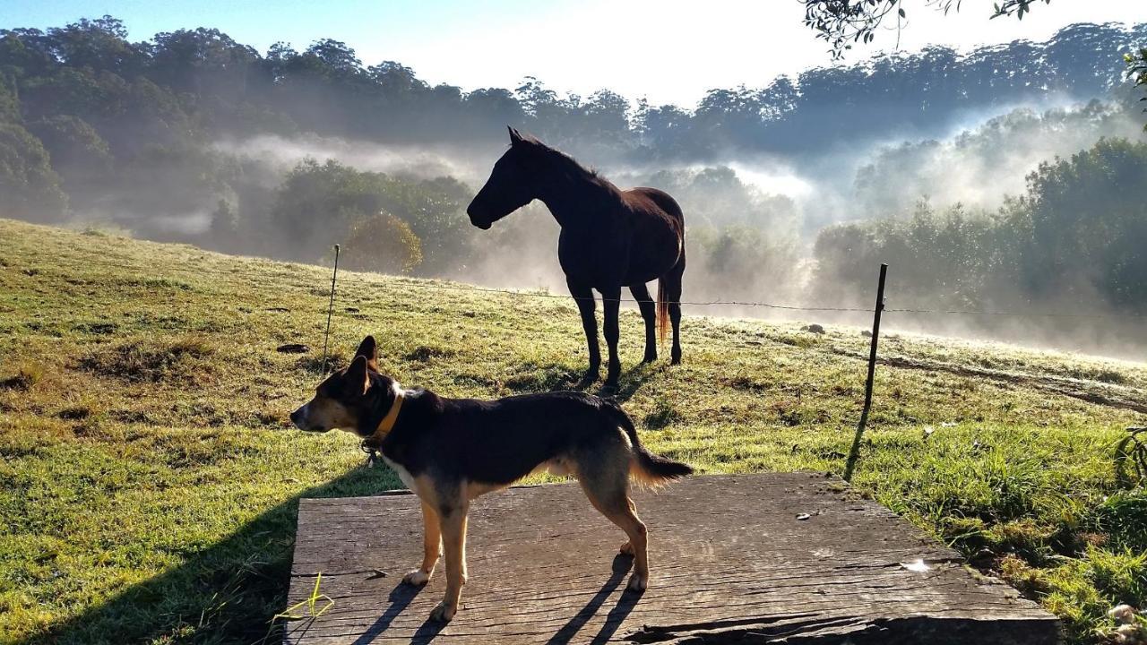 Bellthorpe Stays Maleny Exterior photo